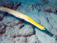 Trumpetfish 1